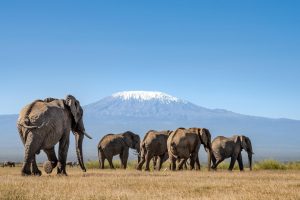 Elephant herd in Amboseli with Mount Kilimanjaro in the background